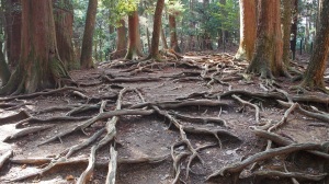 redwood roots copy